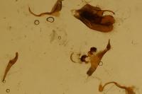 Pyrgus serratulae