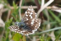 Pyrgus malvae