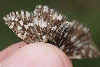 Pyrgus malvae