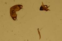 Pyrgus malvae