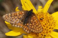 Euphydryas aurinia