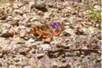 Apatura ilia