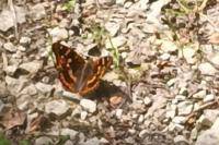 Apatura ilia
