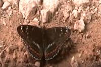 Limenitis populi