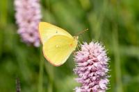 Colias palaeno europome