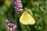 Colias palaeno europome