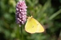 Colias palaeno europome