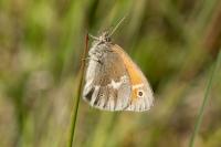 Coenonympha tullia