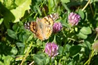 Vanessa cardui