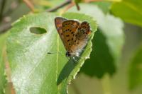 Lycaena helle