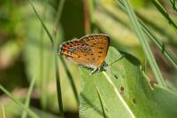 Lycaena helle