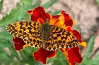 Boloria dia
