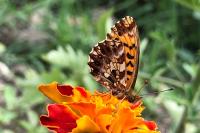 Boloria dia