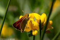Thymelicus sylvestris