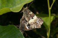 Brintesia circe