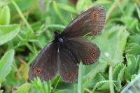 Erebia oeme