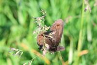 Erebia oeme