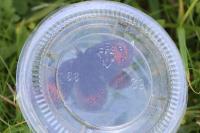 Erebia meolans
