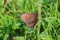 Erebia epiphron