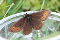 Erebia epiphron