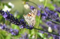 Vanessa cardui