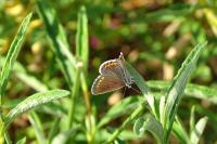 Aricia agestis