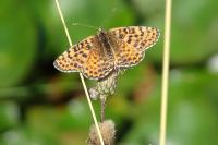 Melitaea didyma