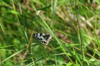 Melanargia galathea