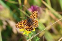 Boloria dia