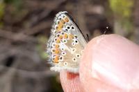 Aricia agestis
