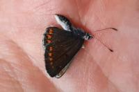 Aricia agestis