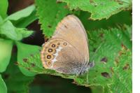 Coenonympha hero