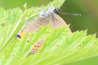 Satyrium pruni