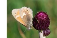 Coenonympha tullia