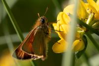 Thymelicus sylvestris