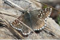 Pyrgus andromedae