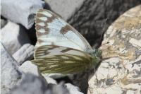 Pontia callidice