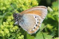 Coenonympha gardetta gardetta