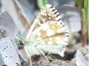 Pyrgus serratulae