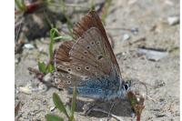 Eumedonia eumedon