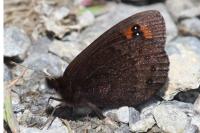 Erebia triarius
