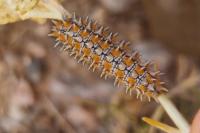 Melitaea didyma