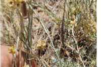 Melitaea didyma