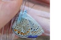 Polyommatus icarus