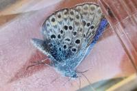 Plebejus argus