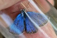 Plebejus argus
