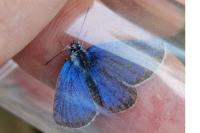 Plebejus argus