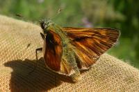 Ochlodes sylvanus