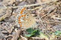 Lysandra bellargus