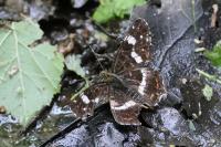 Araschnia levana